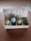 Aldik "Hummingbird" eggs